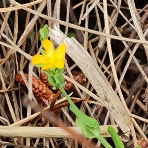 Hypericum gramineum at Isaacs, ACT - 6 Oct 2023