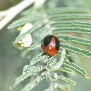 Dicranosterna immaculata at Wamboin, NSW - 15 Jan 2022