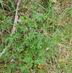 Geranium solanderi var. solanderi (Native Geranium) at Isaacs, ACT - 6 Oct 2023 by Mike