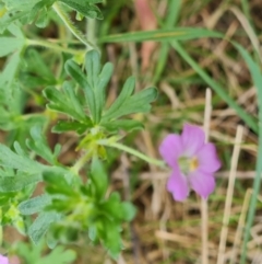 Geranium solanderi var. solanderi at Isaacs, ACT - 6 Oct 2023