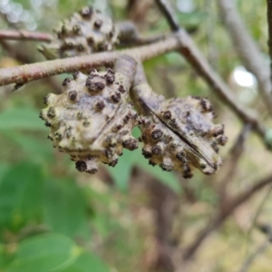 Hakea salicifolia subsp. salicifolia at Tuggeranong, ACT - 6 Oct 2023