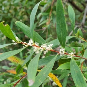 Hakea salicifolia subsp. salicifolia at Tuggeranong, ACT - 6 Oct 2023