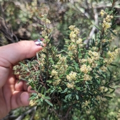 Pomaderris angustifolia (Pomaderris) at Pine Island to Point Hut - 6 Oct 2023 by JP95