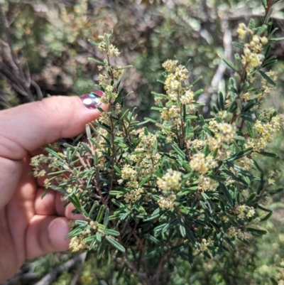 Pomaderris angustifolia (Pomaderris) at Pine Island to Point Hut - 6 Oct 2023 by JP95