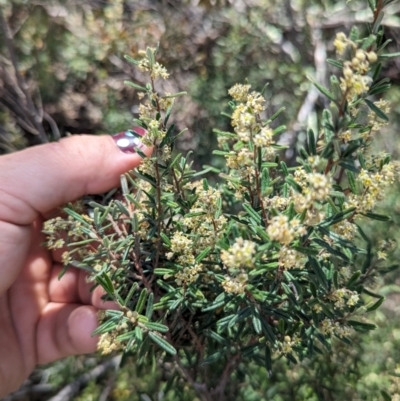 Pomaderris angustifolia (Pomaderris) at Greenway, ACT - 6 Oct 2023 by JP95