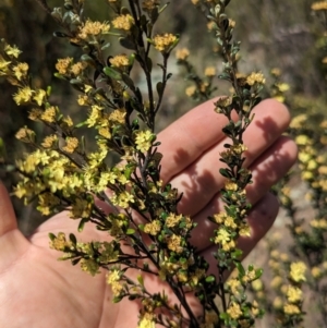 Phebalium squamulosum subsp. ozothamnoides at Bonython, ACT - 6 Oct 2023 12:30 PM