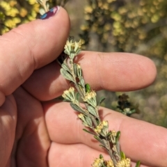 Phebalium squamulosum subsp. ozothamnoides at Bonython, ACT - 6 Oct 2023 12:30 PM