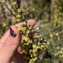 Phebalium squamulosum subsp. ozothamnoides at Bonython, ACT - 6 Oct 2023 12:30 PM