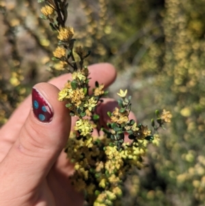 Phebalium squamulosum subsp. ozothamnoides at Bonython, ACT - 6 Oct 2023 12:30 PM