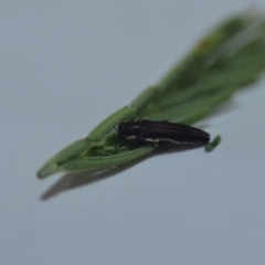 Agrilus hypoleucus (Hypoleucus jewel beetle) at Wamboin, NSW - 16 Jan 2022 by natureguy