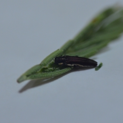 Agrilus hypoleucus (Hypoleucus jewel beetle) at Wamboin, NSW - 16 Jan 2022 by natureguy