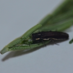 Agrilus hypoleucus at Wamboin, NSW - 16 Jan 2022