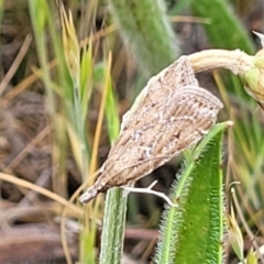 Eudonia cleodoralis (A Crambid moth) at Gungahlin, ACT - 6 Oct 2023 by trevorpreston