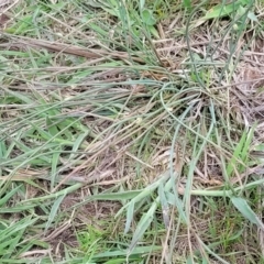 Juncus sp. at Gungahlin, ACT - 6 Oct 2023