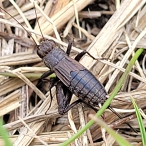 Bobilla sp. (genus) at Gungahlin, ACT - 6 Oct 2023