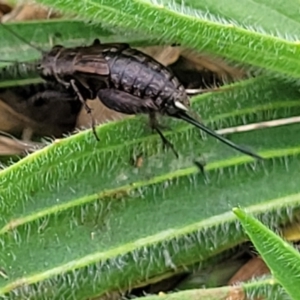 Bobilla sp. (genus) at Gungahlin, ACT - 6 Oct 2023