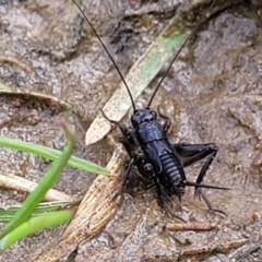 Bobilla sp. (genus) (A Small field cricket) at Gungahlin, ACT - 6 Oct 2023 by trevorpreston
