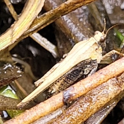 Tetrigidae (family) (Pygmy grasshopper) at Gungahlin, ACT - 6 Oct 2023 by trevorpreston