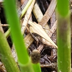 Tetrigidae (family) at Gungahlin, ACT - 6 Oct 2023 12:16 PM