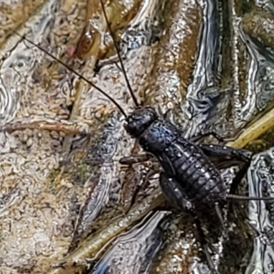 Bobilla sp. (genus) (A Small field cricket) at Gungaderra Grasslands - 6 Oct 2023 by trevorpreston