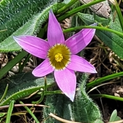 Romulea rosea var. australis (Onion Grass) at Gungahlin, ACT - 6 Oct 2023 by trevorpreston