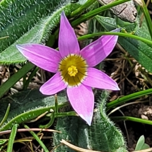 Romulea rosea var. australis at Gungahlin, ACT - 6 Oct 2023