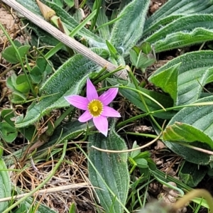 Romulea rosea var. australis at Gungahlin, ACT - 6 Oct 2023