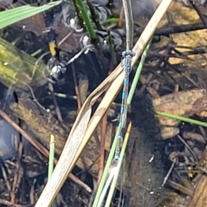 Austrolestes leda at Gungahlin, ACT - 6 Oct 2023