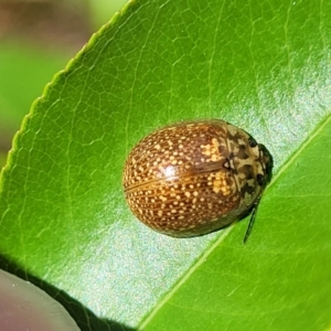 Paropsisterna cloelia at Gungahlin, ACT - 6 Oct 2023