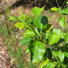 Pyrus ussuriensis (Manchurian Pear) at Gungahlin, ACT - 6 Oct 2023 by trevorpreston