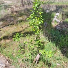 Pyrus ussuriensis at Gungahlin, ACT - 6 Oct 2023