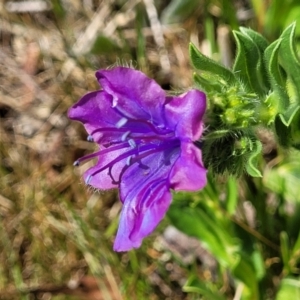 Echium plantagineum at Gungahlin, ACT - 6 Oct 2023