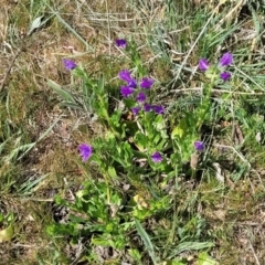 Echium plantagineum at Gungahlin, ACT - 6 Oct 2023