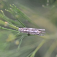 Clania lewinii & similar Casemoths (Parallel stick Case Moths) at Wamboin, NSW - 16 Jan 2022 by natureguy