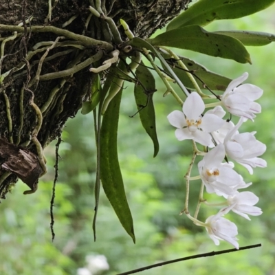 Sarcochilus falcatus (Orange Blossum Orchid) by Csteele4