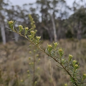 Ozothamnus thyrsoideus at Captains Flat, NSW - 6 Oct 2023