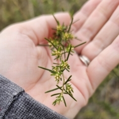 Ozothamnus thyrsoideus at Captains Flat, NSW - 6 Oct 2023