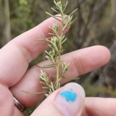 Ozothamnus thyrsoideus at Captains Flat, NSW - 6 Oct 2023