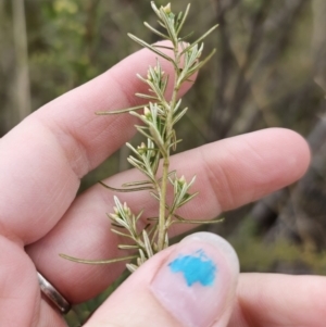 Ozothamnus thyrsoideus at Captains Flat, NSW - 6 Oct 2023