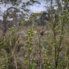 Ozothamnus thyrsoideus at Captains Flat, NSW - 6 Oct 2023