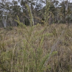 Ozothamnus thyrsoideus at Captains Flat, NSW - 6 Oct 2023