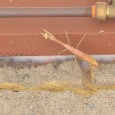 Archimantis sp. (genus) (Large Brown Mantis) at Wamboin, NSW - 24 Jan 2022 by natureguy