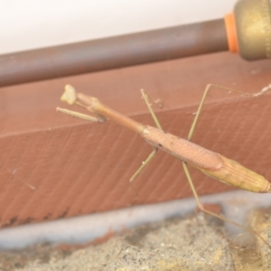 Archimantis sp. (genus) at Wamboin, NSW - 24 Jan 2022