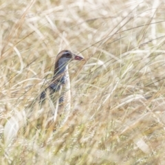 Gallirallus philippensis (Buff-banded Rail) at Isabella Plains, ACT - 5 Oct 2023 by ReeniRoo