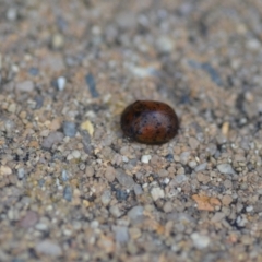 Trachymela sp. (genus) (Brown button beetle) at Wamboin, NSW - 27 Jan 2022 by natureguy