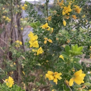 Genista monspessulana at Higgins, ACT - 6 Oct 2023