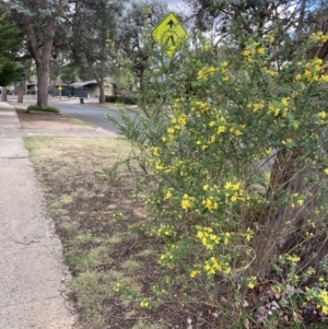 Genista monspessulana at Higgins, ACT - 6 Oct 2023