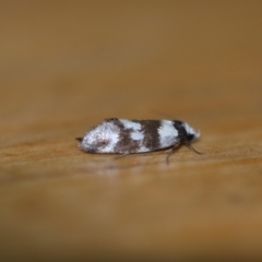 Isomoralla gephyrota (A Concealer moth) at Wamboin, NSW - 28 Jan 2022 by natureguy