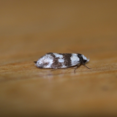 Isomoralla gephyrota (A Concealer moth) at Wamboin, NSW - 29 Jan 2022 by natureguy