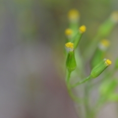 Senecio diaschides (Erect Groundsel) at Wamboin, NSW - 1 Feb 2022 by natureguy